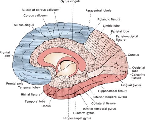 Gross and Microscopic Anatomy of the Cerebral Hemispheres | Neupsy Key