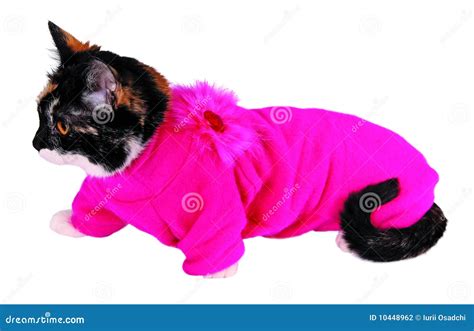 Cat in sweater stock photo. Image of portrait, adorable - 10448962