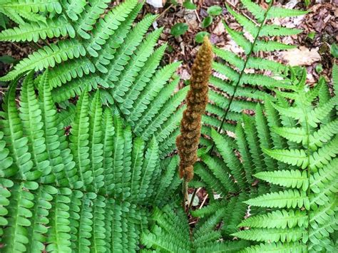 Growing Cinnamon Ferns - Tips For Cinnamon Fern Care