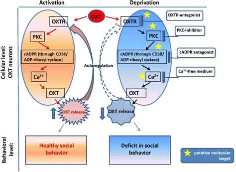 Oxytocin positive feedback control and oxytocin signaling in... | Download Scientific Diagram