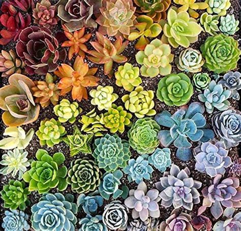 Bulk Potted 1.75 Mini Assorted Succulents Succulent - Etsy