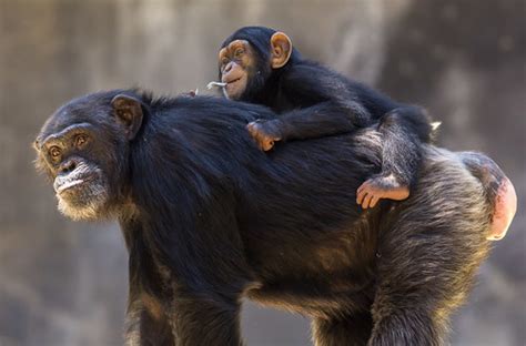 Chimpanzee Mom and Baby | Los Angeles Zoo | Robert Moran | Flickr