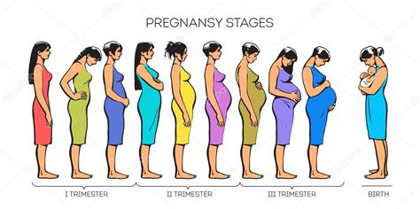 Mujeres Etapas del Embarazo 2023