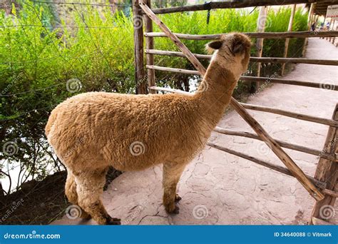 Peruvian Llama. Farm of Llama,alpaca,Vicuna in Peru,South America ...