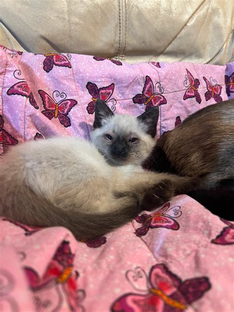 Purebred Chocolate Point Siamese Kittens | Cats & Kittens for Rehoming | London | Kijiji