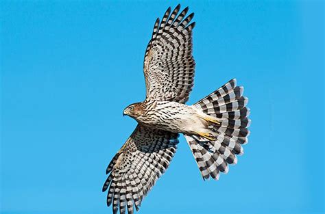 8 Must-Visit Hawk Migration Hotspots - Birds and Blooms