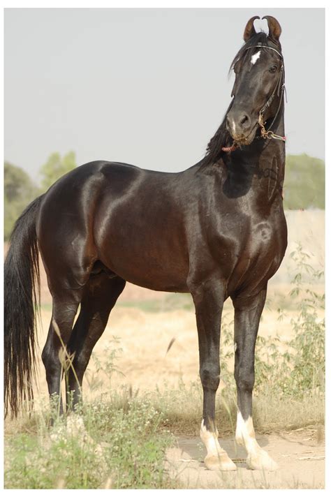 Marwari horse (indigenous horses of india)