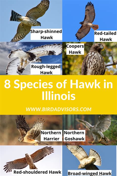 8 Species of Hawk in Illinois - Bird Advisors