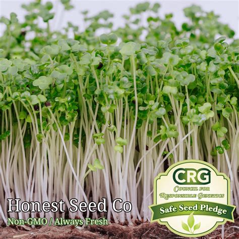 Broccoli Microgreen Seeds, Non-GMO Microgreen Seeds USA - Walmart.com