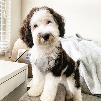 Mini Bernedoodle vs Mini Sheepadoodle - Premier Pups