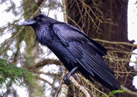 Birding at Home: Common Raven | Audubon Vermont