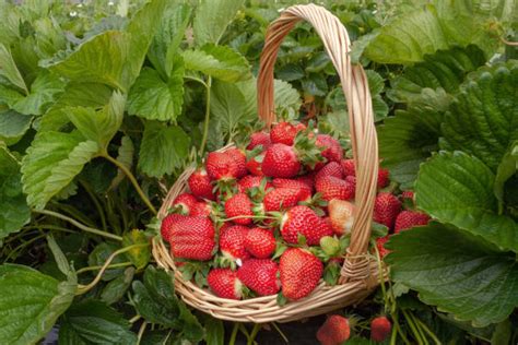 Strawberry Picking Basket Stock Photos, Pictures & Royalty-Free Images ...