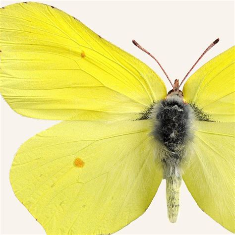 Iris Hantverk - Picture Brimstone Butterfly