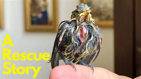 Injured Bird Rescue Story - Day 1/5 - YouTube