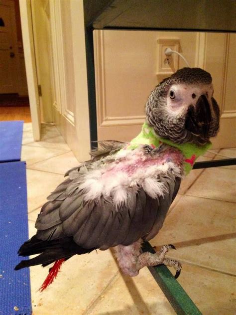 5 Quick Parrot Care Tips For Older and Special Needs Birds - Parrot Shop | Parrot pet, Best pet ...