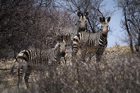 Cape Mountain Zebra 1 Photograph by Ernie Echols - Fine Art America