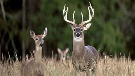 Missouri Firearms Deer Season Harvest Numbers | E Communications