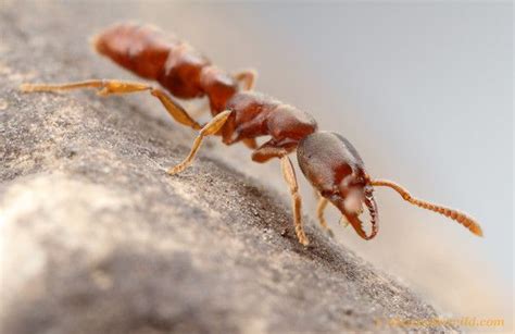 Stigmatomma pallipes or the dracula ant by Alex Wild. He is a fantastic ...