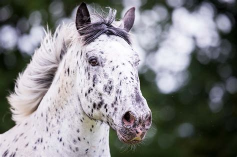 Revealing the Enigmas of Noriker Horses: Mighty, Majestic, and Gentle ...