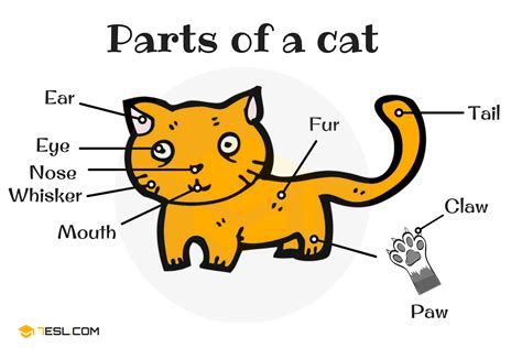 Animal Anatomy: Animal Body Parts in English with Pictures • 7ESL | Animal body parts, Animals ...