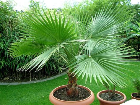 Washingtonia Palm by Green Planet Nursery, washingtonia palm plant, INR 500 / Bag(s) ( Approx ...