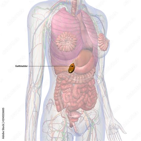 Female Internal Anatomy with Gallbladder Labeled in Isolation Stock ...