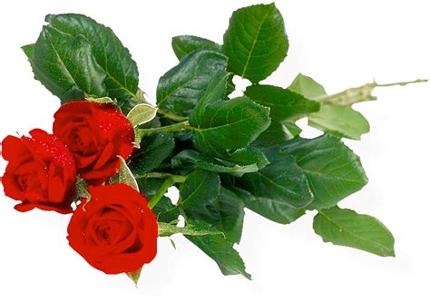 Bouquet of roses PNG image, free picture download