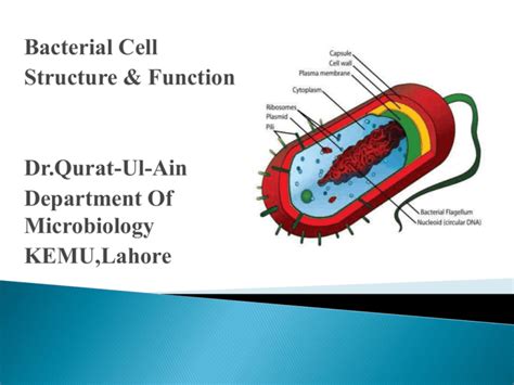 Bacterial Cell Structure & Function