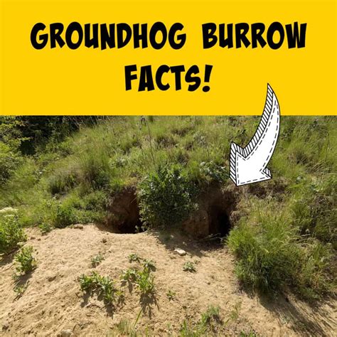 Groundhog Burrows: Everything You Ever Wanted to Know! - Squirrels at ...