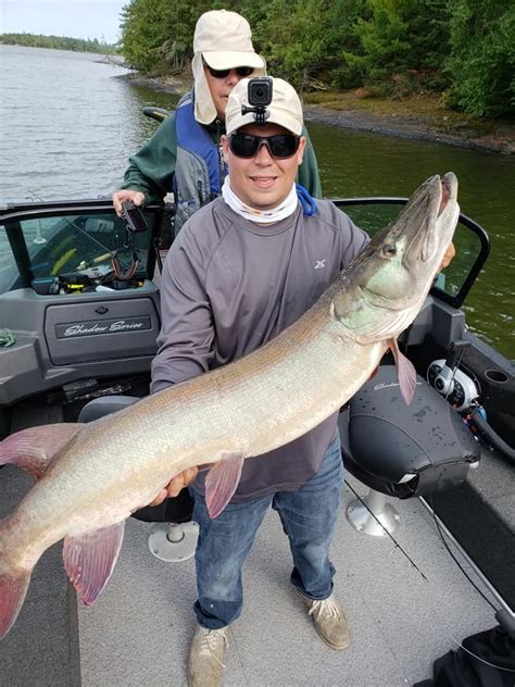 48 inch Lake of the Woods muskie caught on a Lunker Bucktail Pike ...