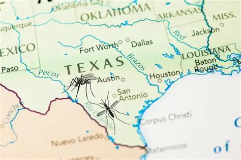 When is Mosquito Season in Texas? Here's the Expert's Guide