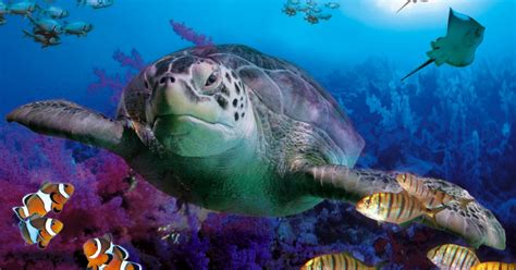 Benalmadena Aquarium Visit | GetYourGuide