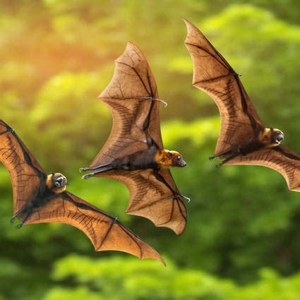 Bats are the source of several viruses, but where does the word come from? | South China Morning ...