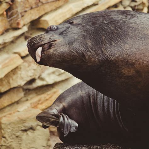 Funny Sea Lion Free Stock Photo - Public Domain Pictures