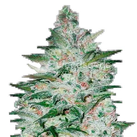 Tropicana Cookies Feminized Seeds - WeedSeedsExpress