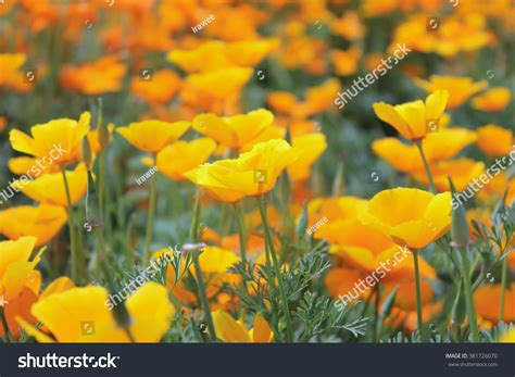 Yellow Poppy Field Blur Background Stock Photo 381726070 - Shutterstock