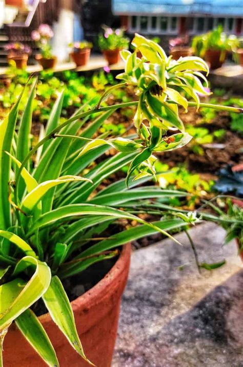 15+ Spider Plant Varieties you will Love to Grow - Plants Craze