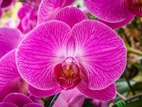 Phalaenopsis Orchid Hybrids. Beautiful Close Up Pink Orchid Blooming in Garden Stock Image ...