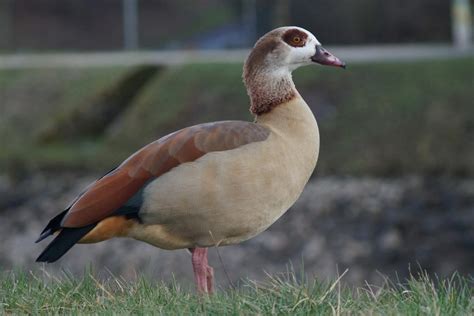 8 Types Of Geese In Florida (Photo And ID Guide)