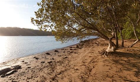 Beach campground | NSW National Parks