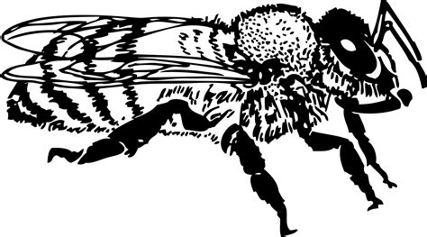 Clipart - honey bee