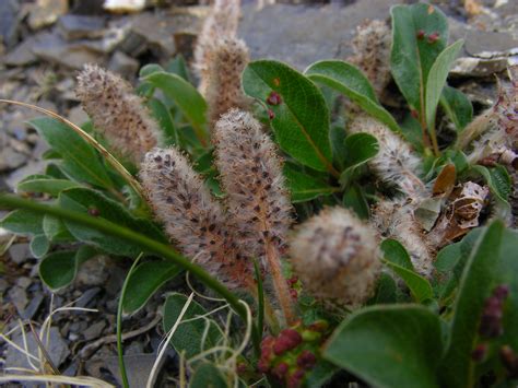 Salix arctica