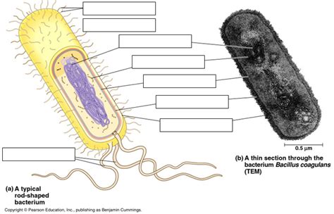 Bacteria Cell - AP Bio Diagram | Quizlet