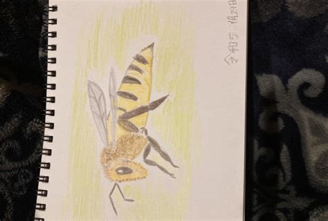 Colored Pencil Drawing: How to Draw a Bee Step by Step Guide | Amelie ...