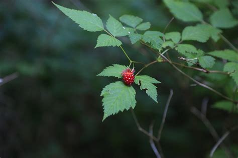 Salmonberry - Plan Bee Native Plants