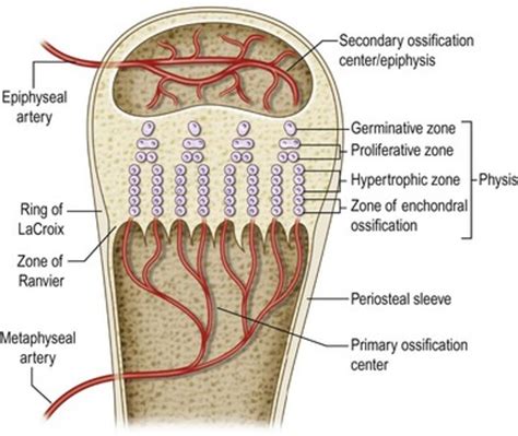 Growth considerations in pediatric upper extremity trauma and ...