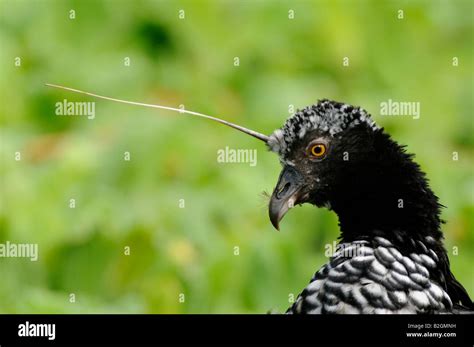 Horned screamer hi-res stock photography and images - Alamy