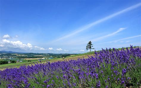 Landscape photography of lavender field HD wallpaper | Wallpaper Flare