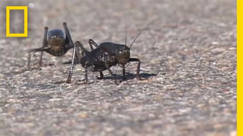 Giant Swarm of Mormon Crickets | National Geographic - YouTube