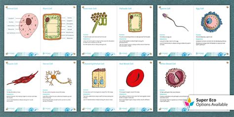 KS3 Biology Specialised Cells Display Posters (Teacher-Made)